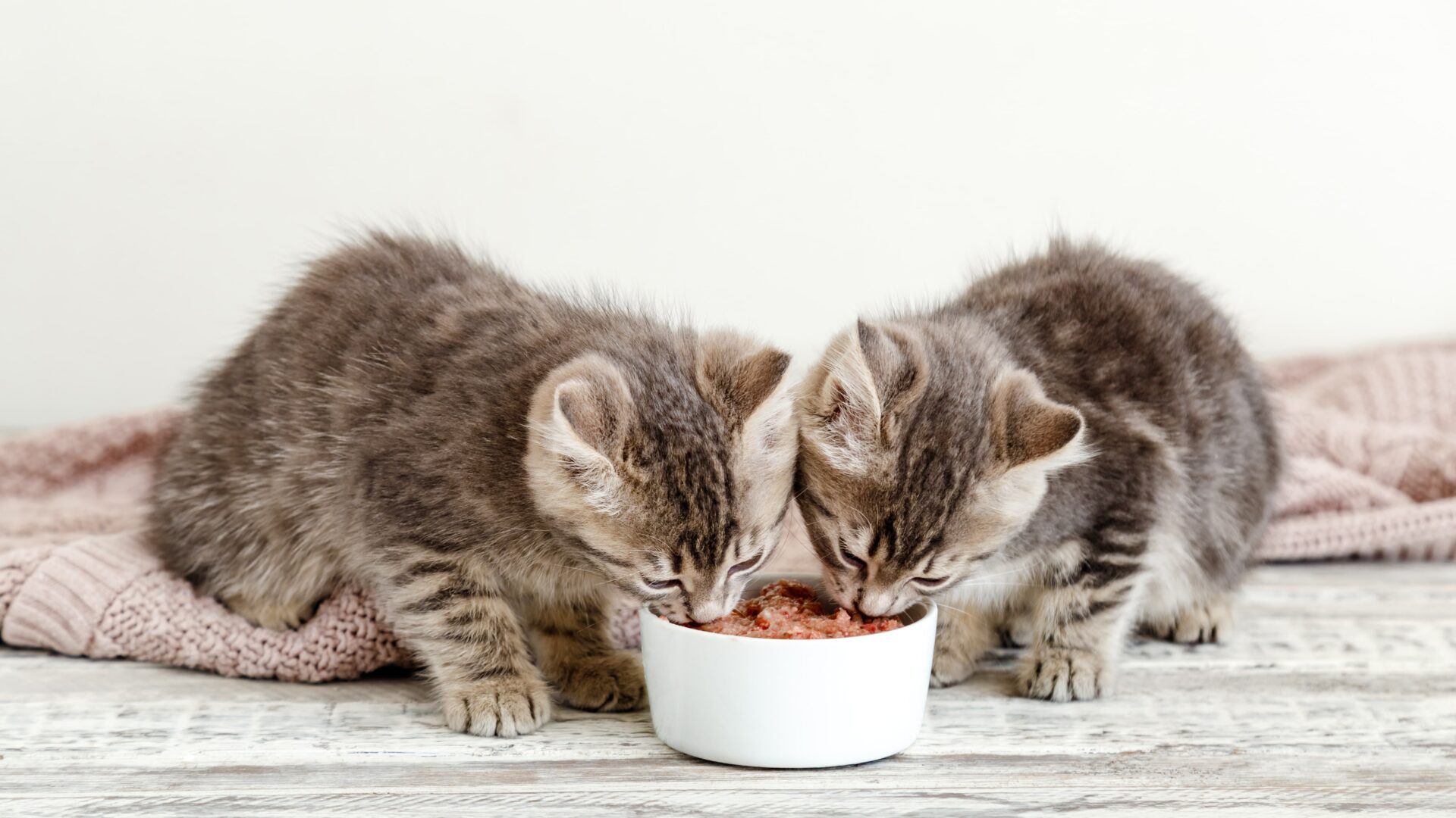 Complete Kitten Feeding Guide: Everything You Need to Know!