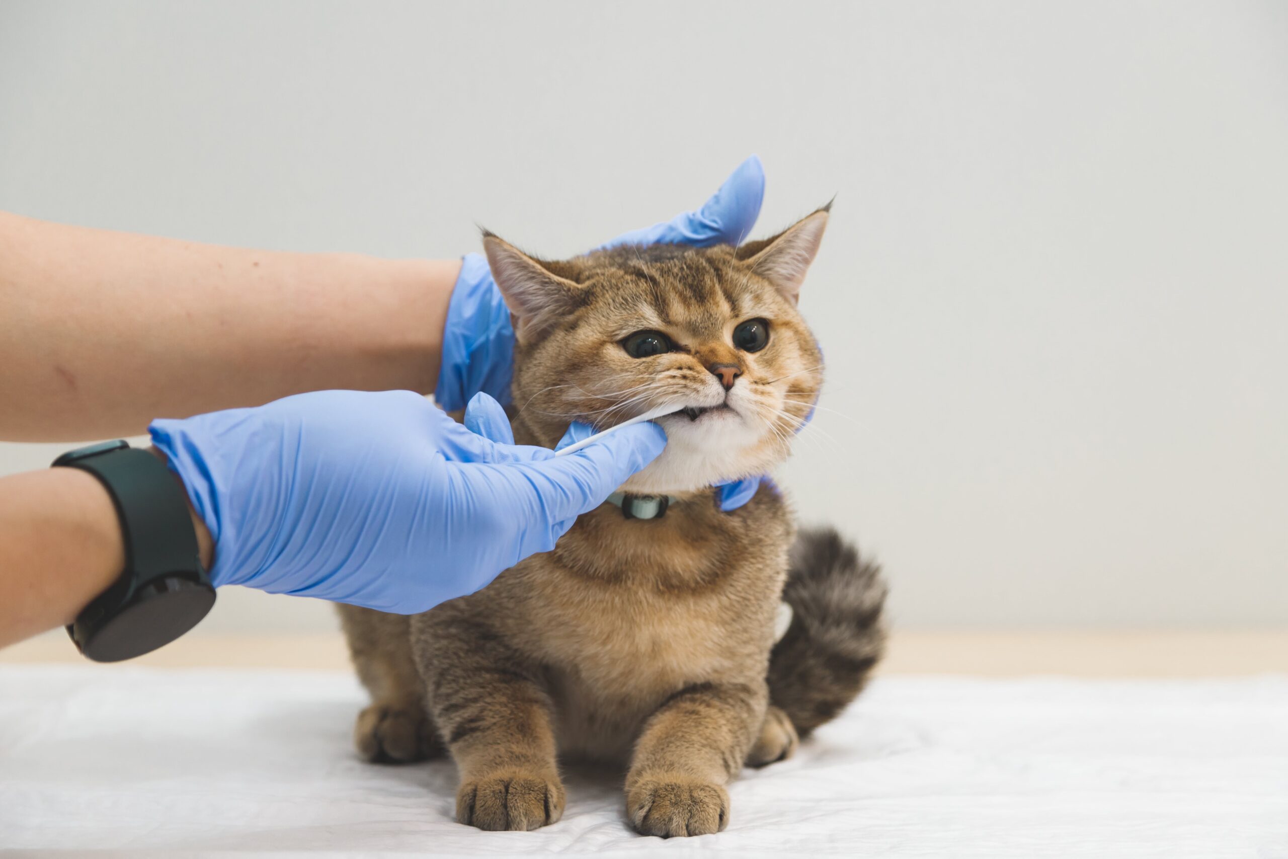 kitten being inspected by vet, ensuring it is developing healthily