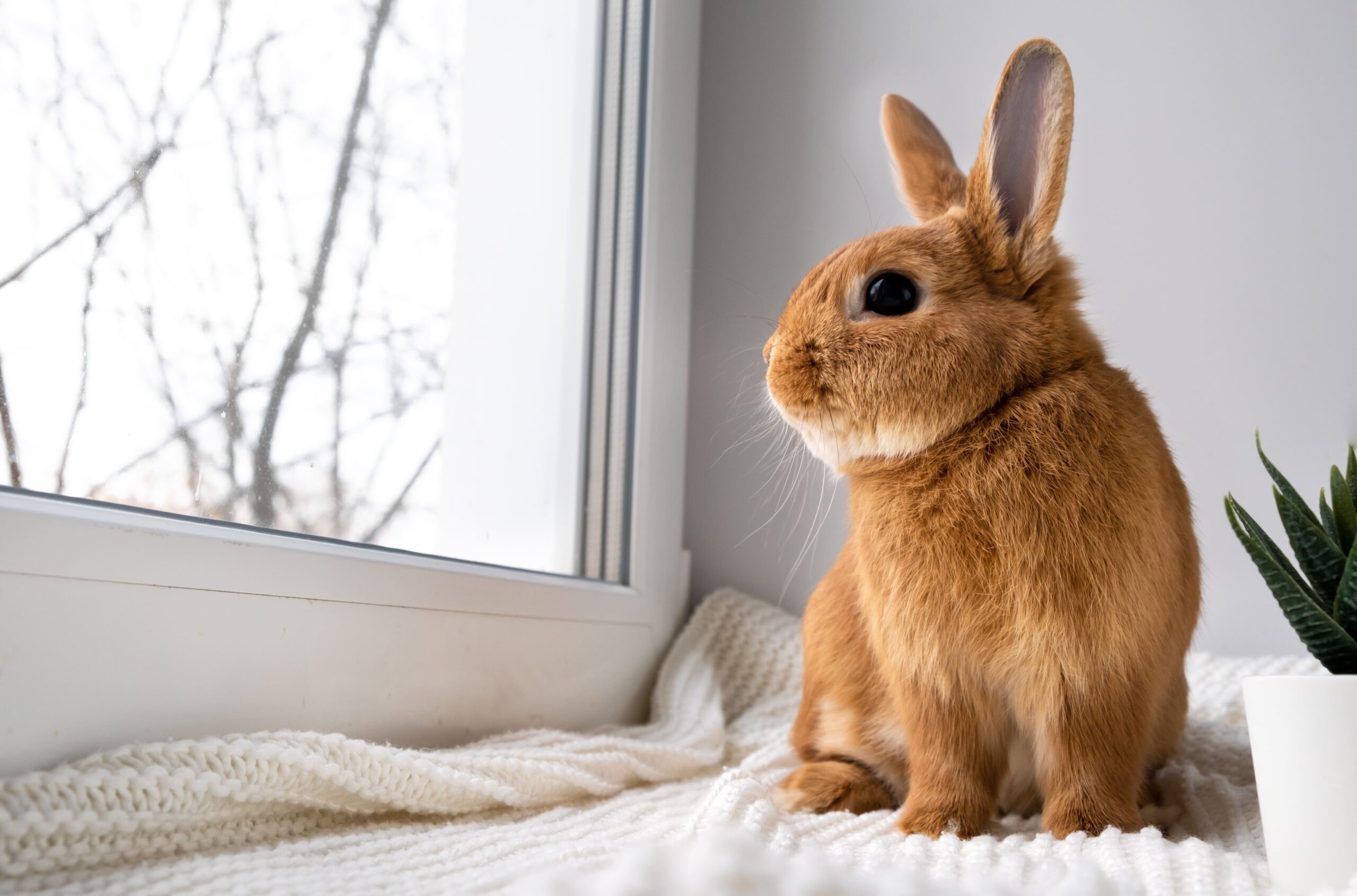 Routine Health Care for Rabbits