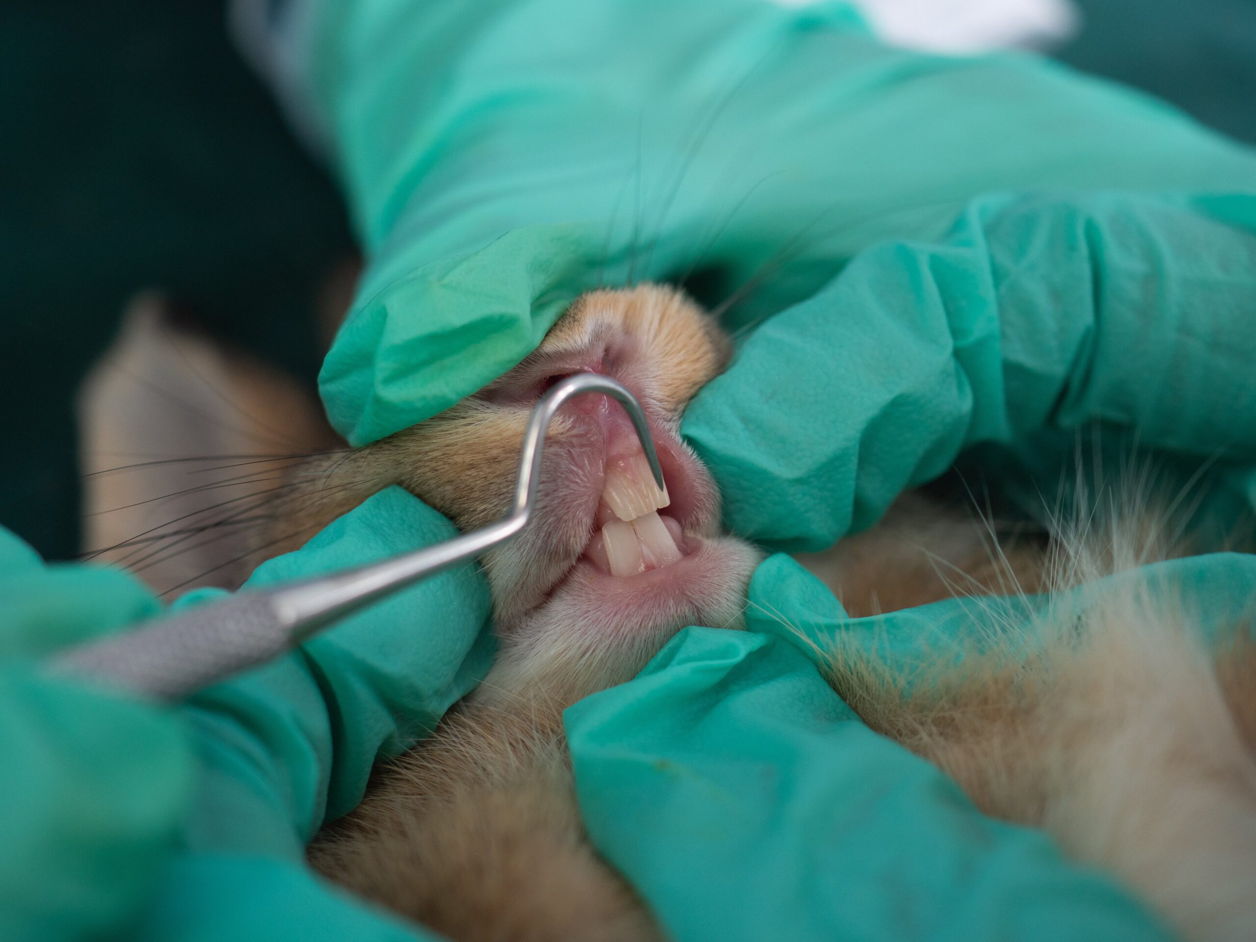 rabbit having front teeth examined by veterinary nurse