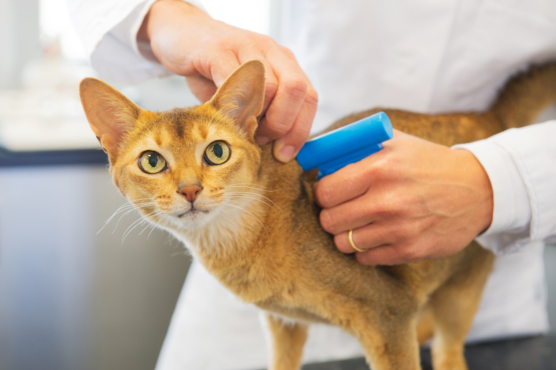 cat receiving a vaccination from vet nurse