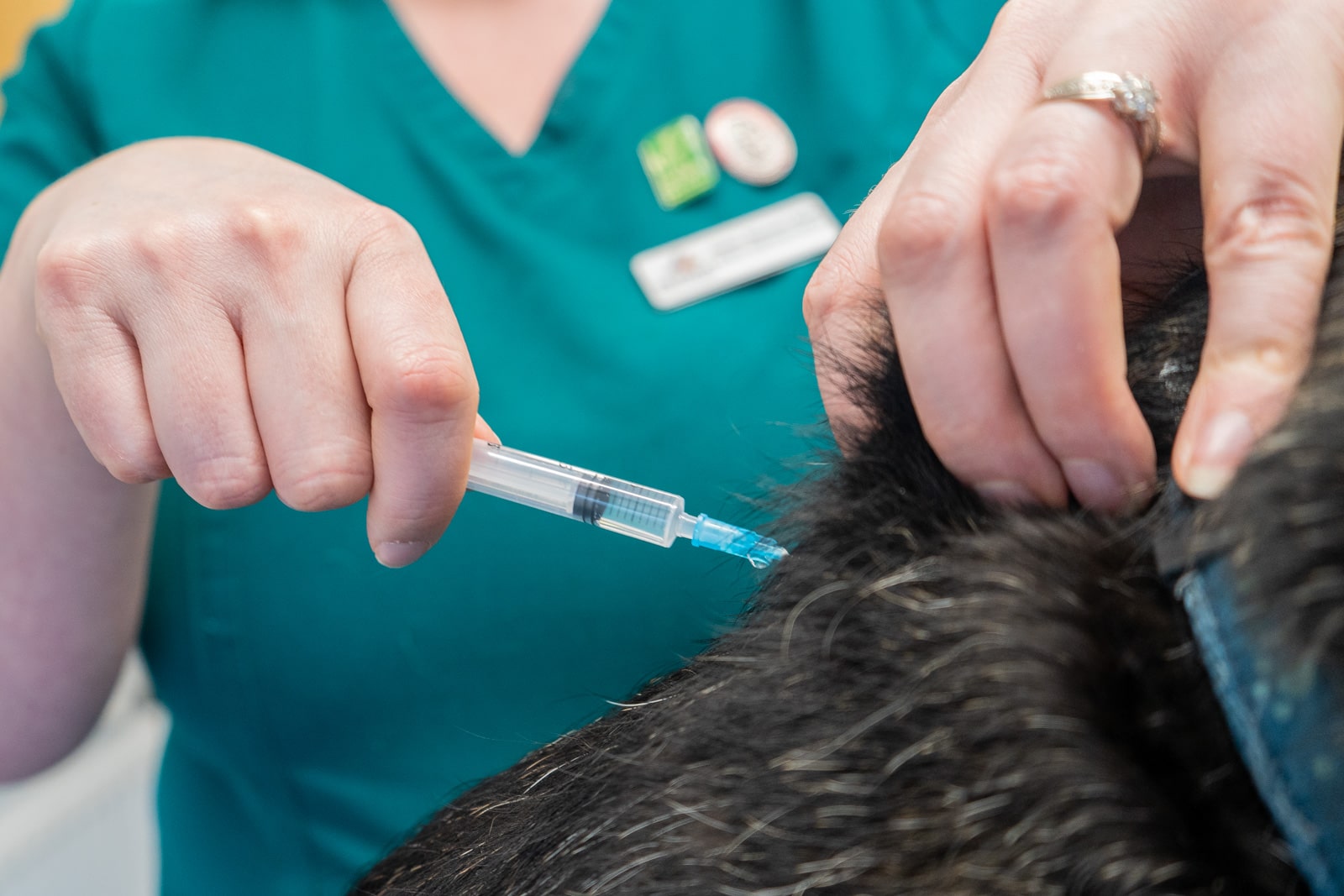 dog receiving booster injection from nurse