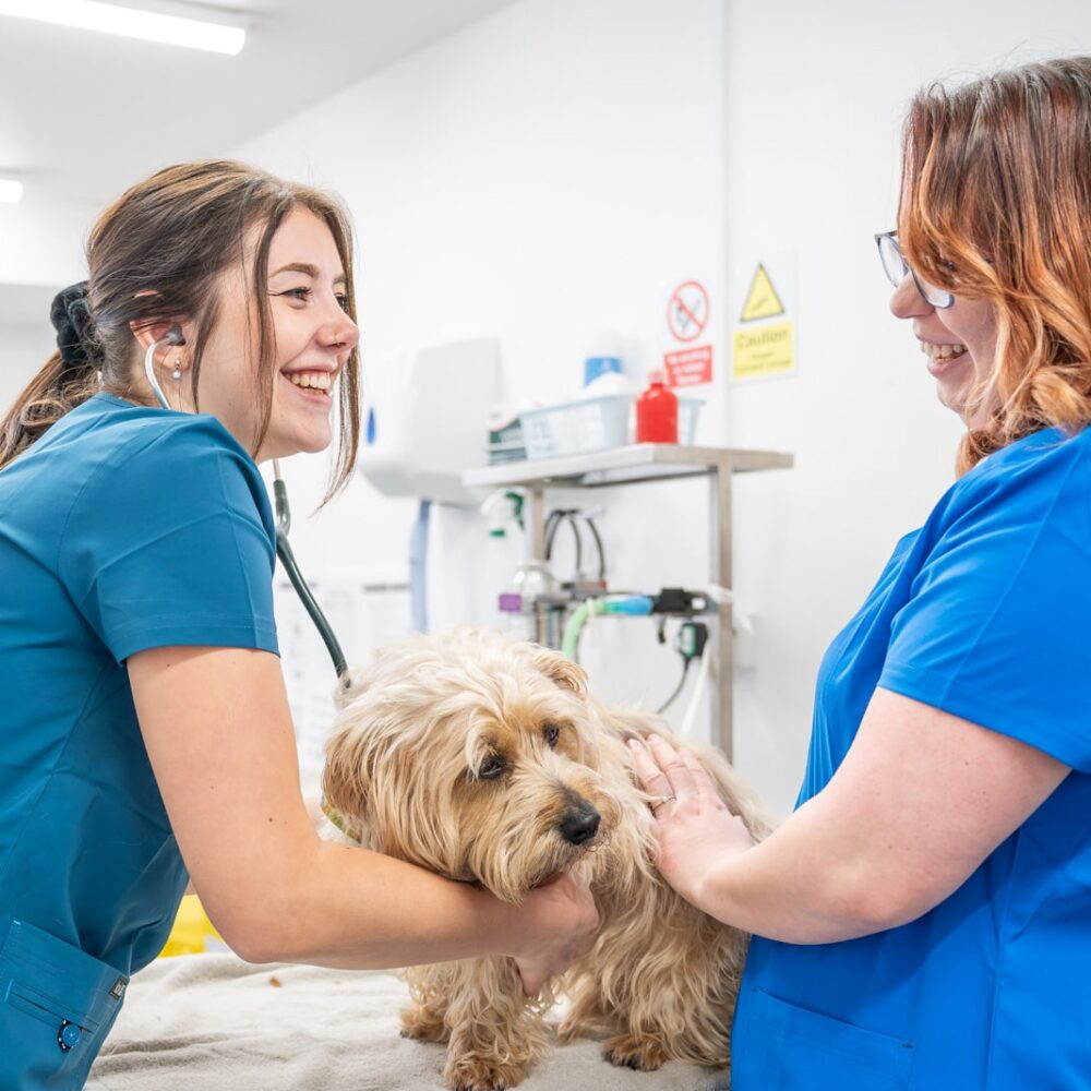 Vaccinating your Dog or Puppy: A Complete Guide