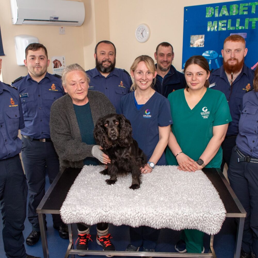 Vets and Coastguard warning after Cocker Spaniel plunges 30ft over cliff