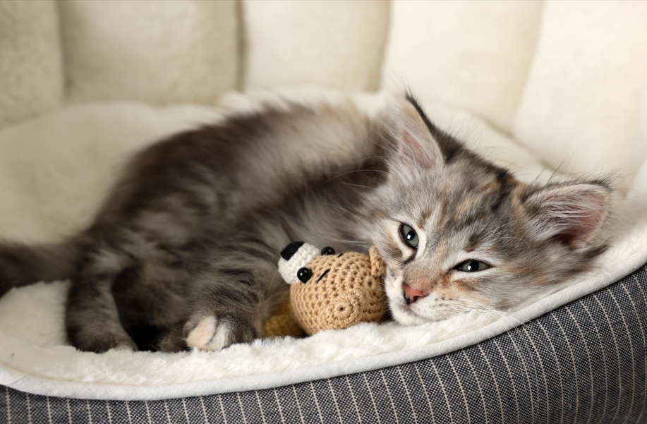 kitten curled up in its cat bed with a small cat toy