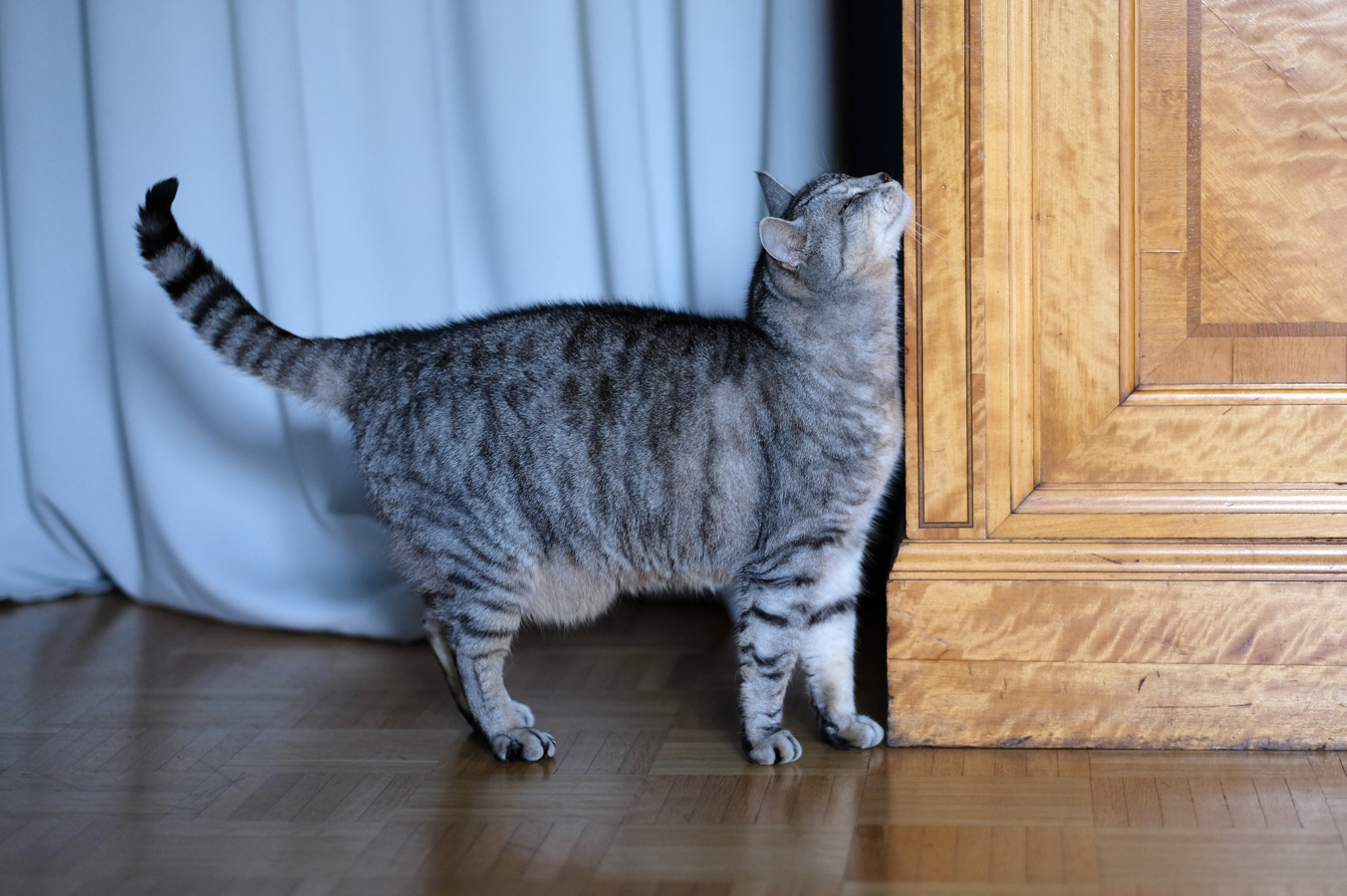 cat displaying characteristic of being in heat by rubbing itself against household furniture