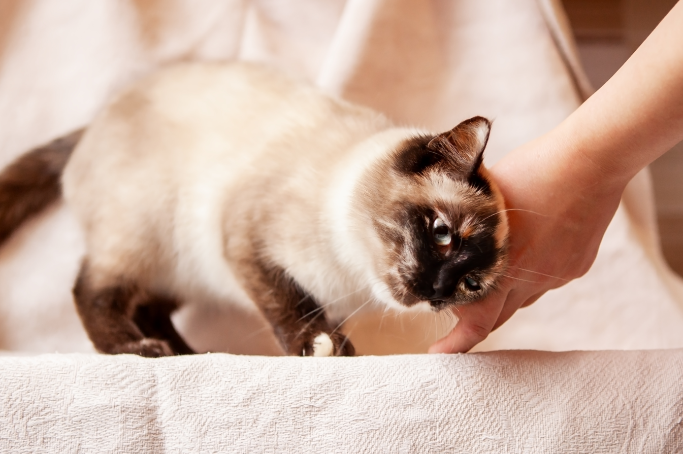 How to Know Your Cat is in Heat: 8 Simple Signs