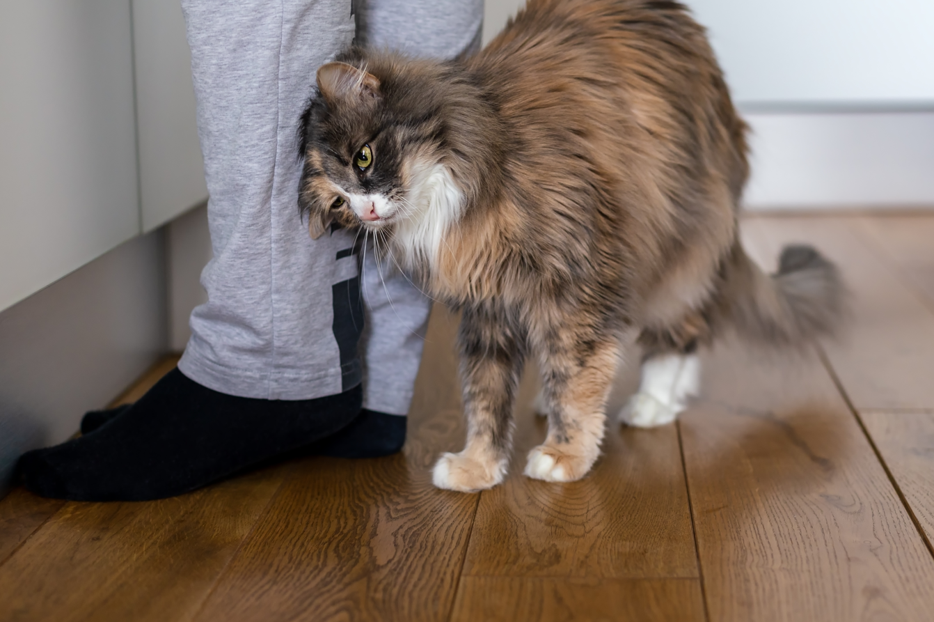 cat in heat showing affection to owner by rubbing up against leg