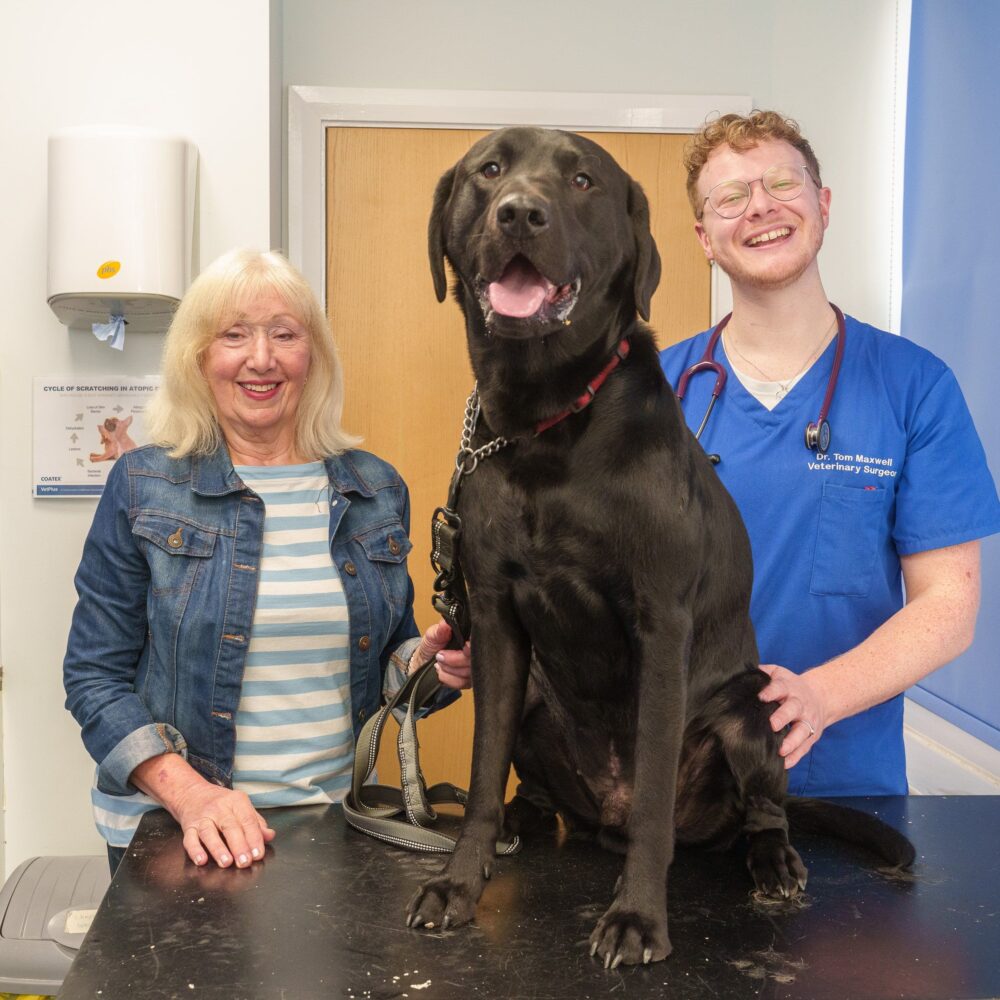 Labrador has lifesaving surgery twice at Tameside Veterinary Clinic