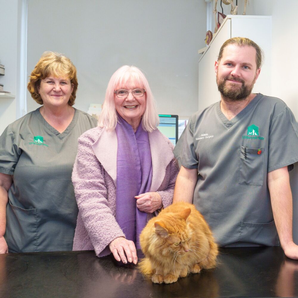 Health check uncovers dangerous infection and saves cat’s life