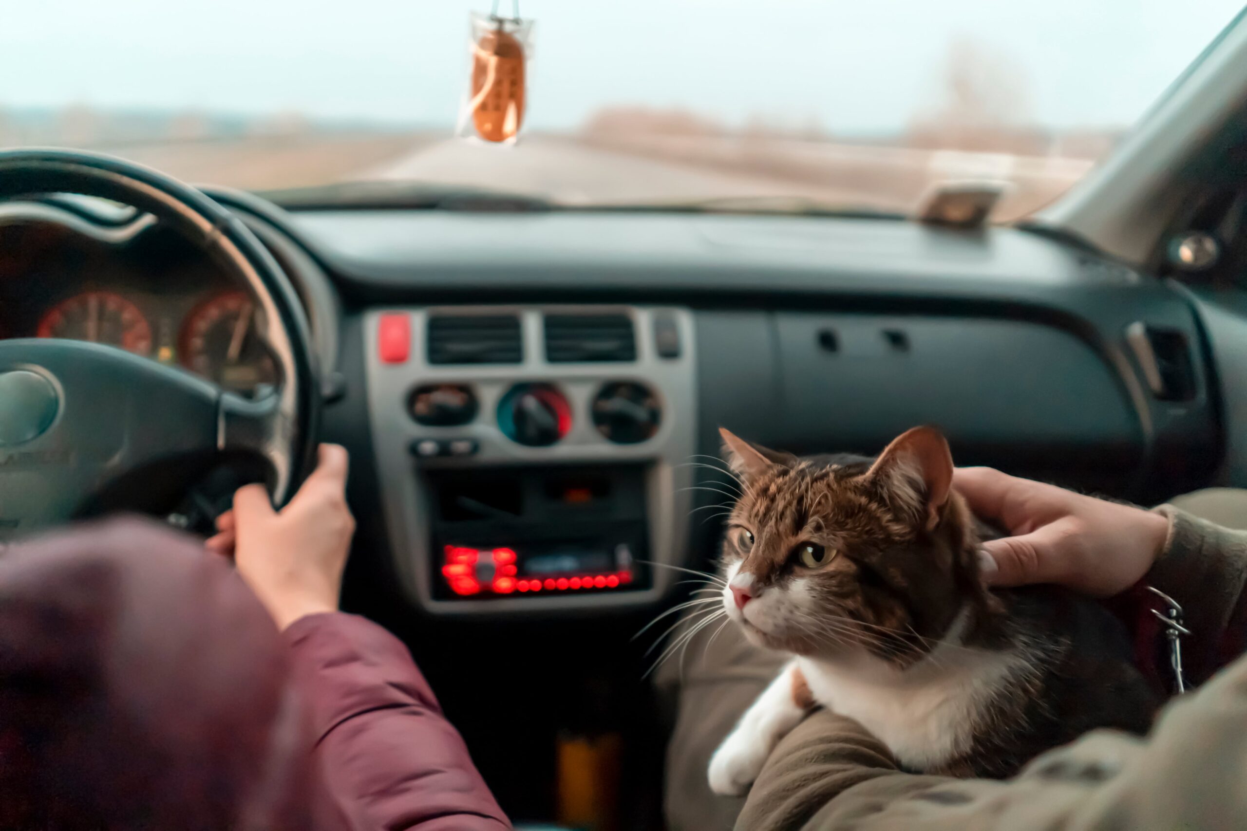 cat sat in the front seat of the car in cat bed