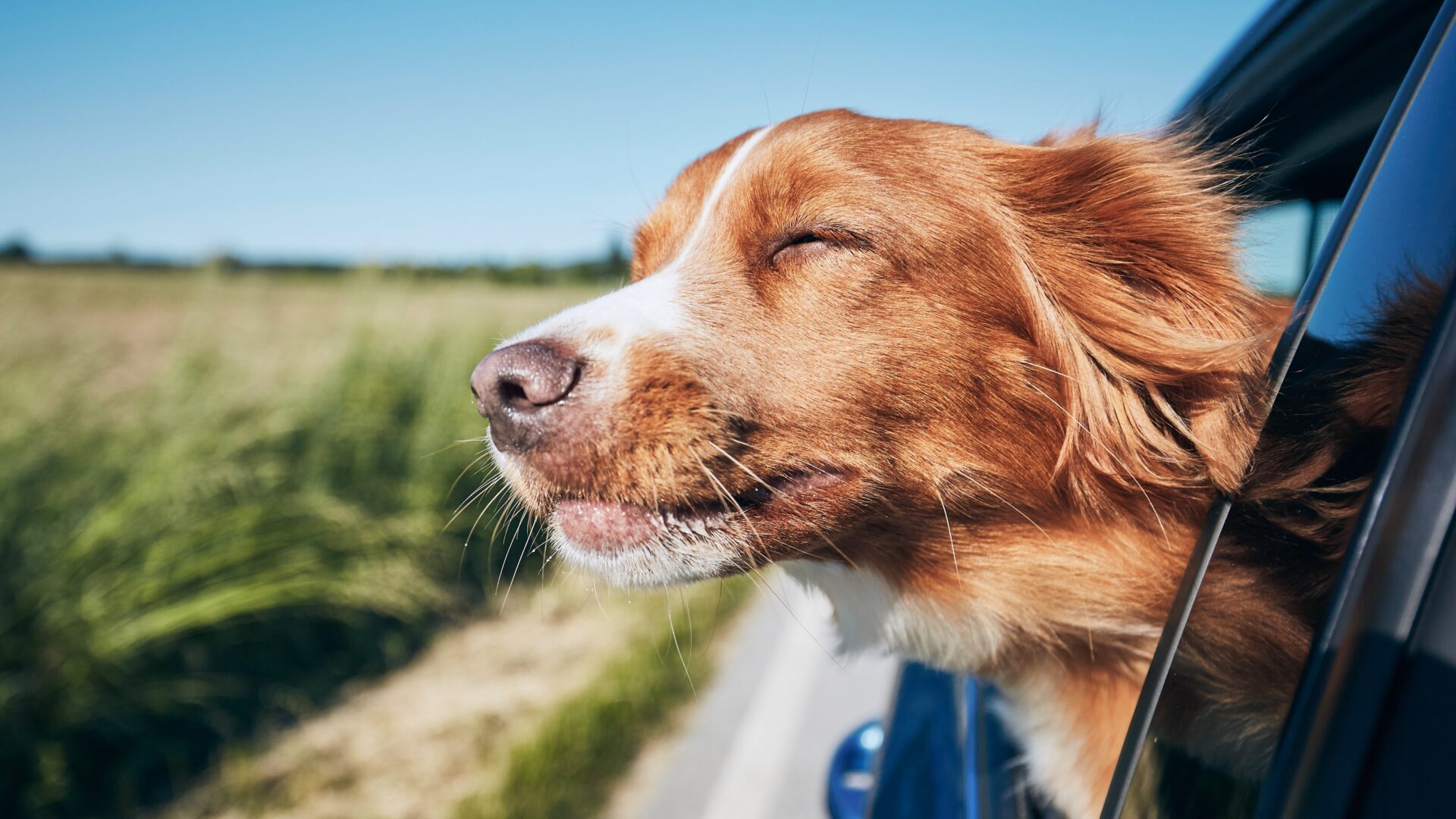 Taking Your Dog Abroad on Holiday