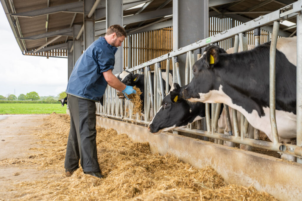 farm vet inspecting cows inside a cow shed