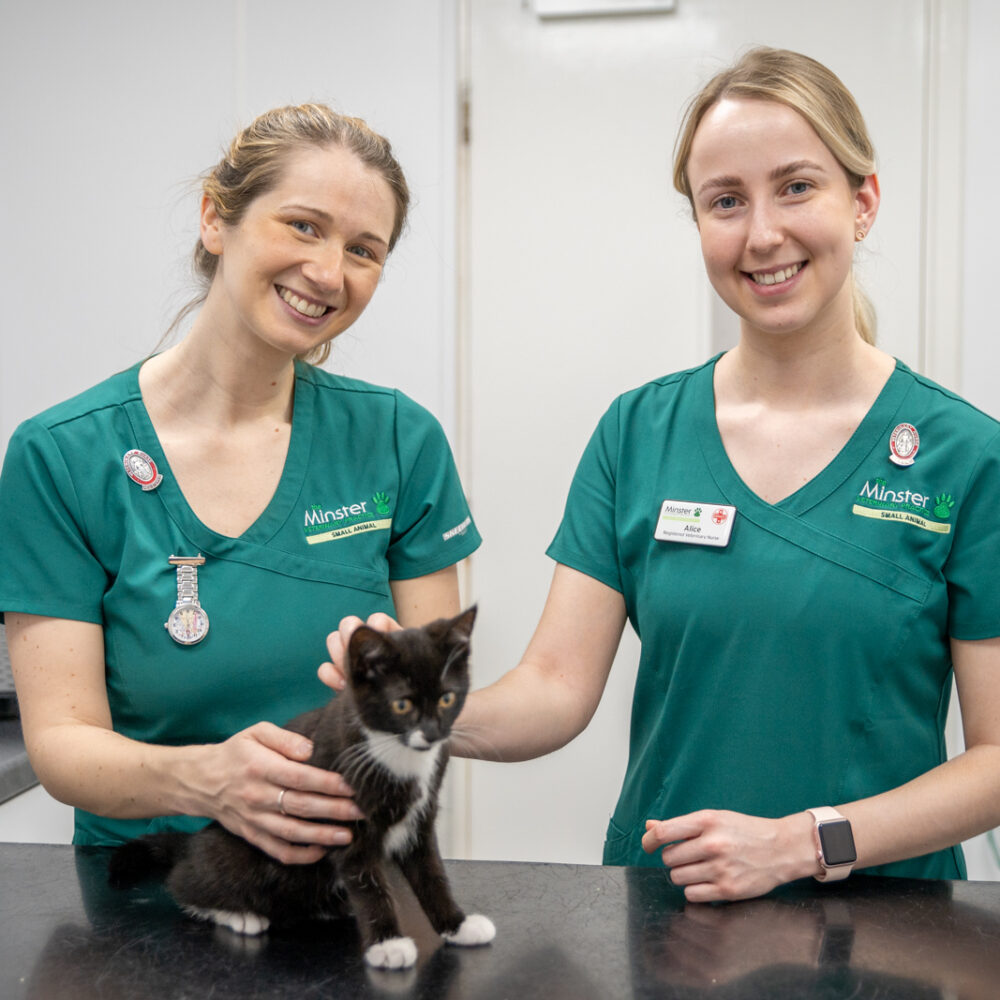 two veterinary nurses petting a kitten on an examination table