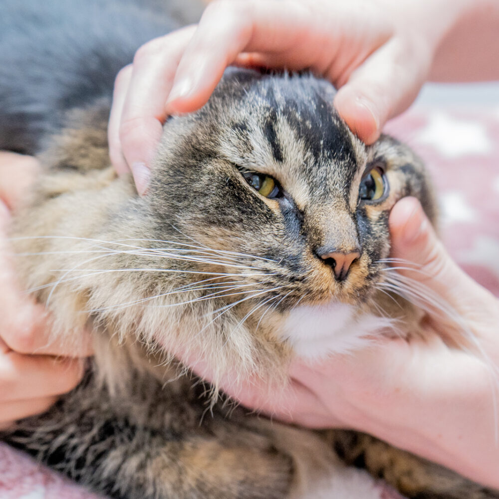 cat receiving vaccination