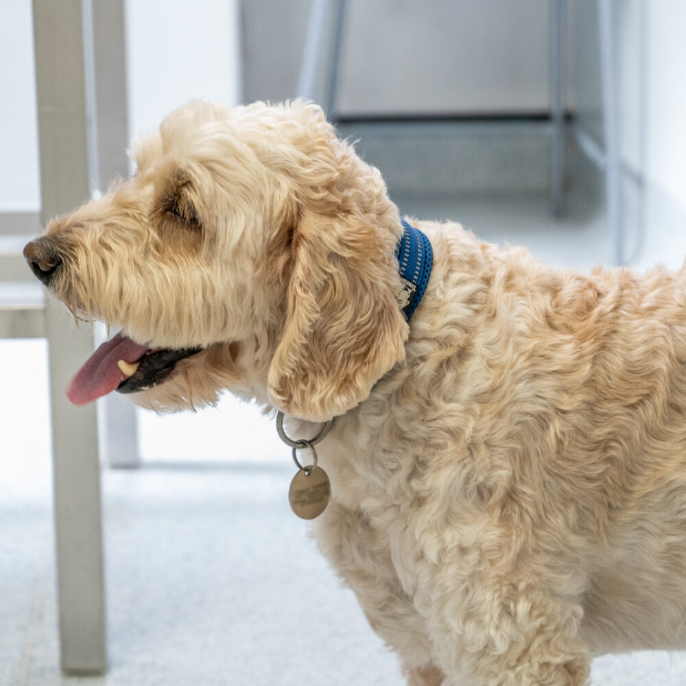 dog at neutering consultation