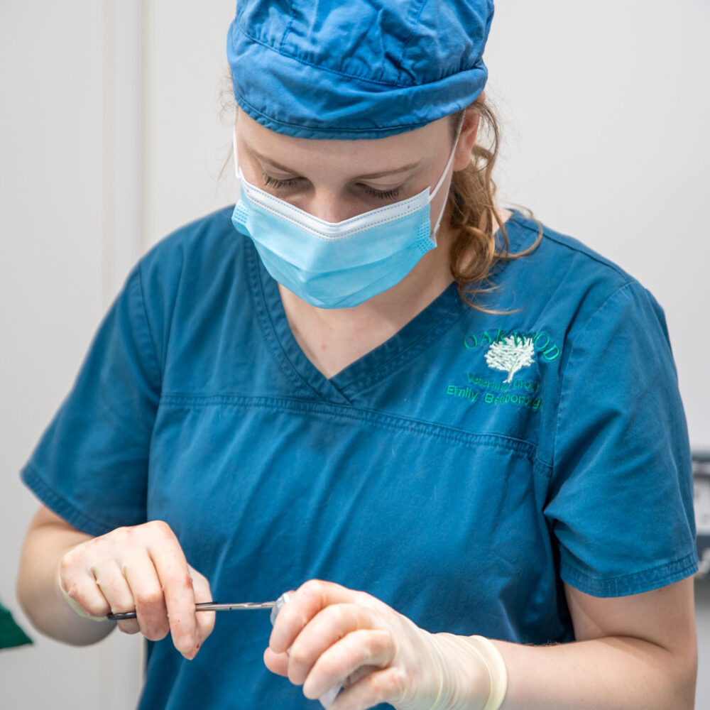 pet being prepped for being neutered in the surgical theatre