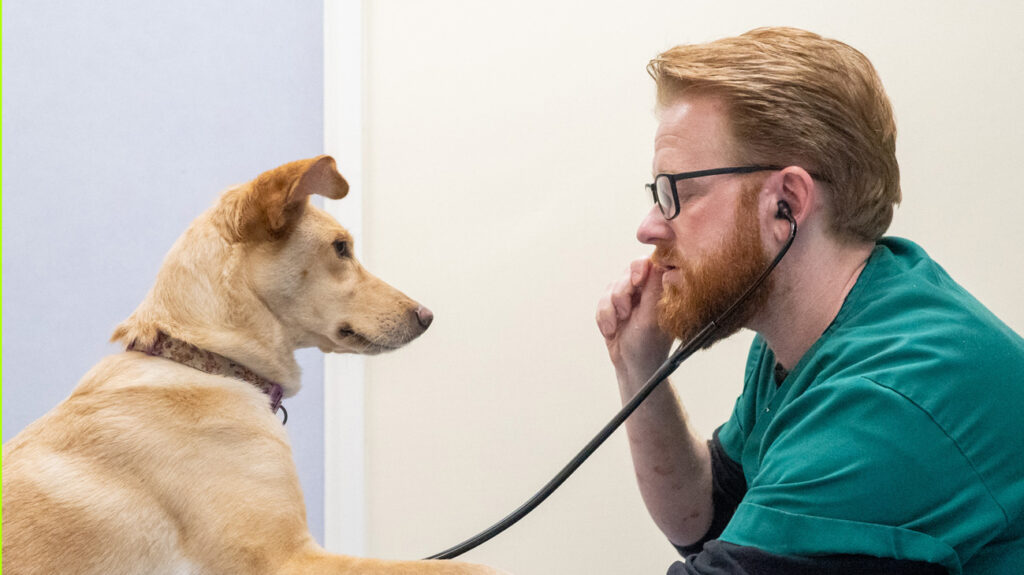 vet nurse monitoring the heartbeat of a dog