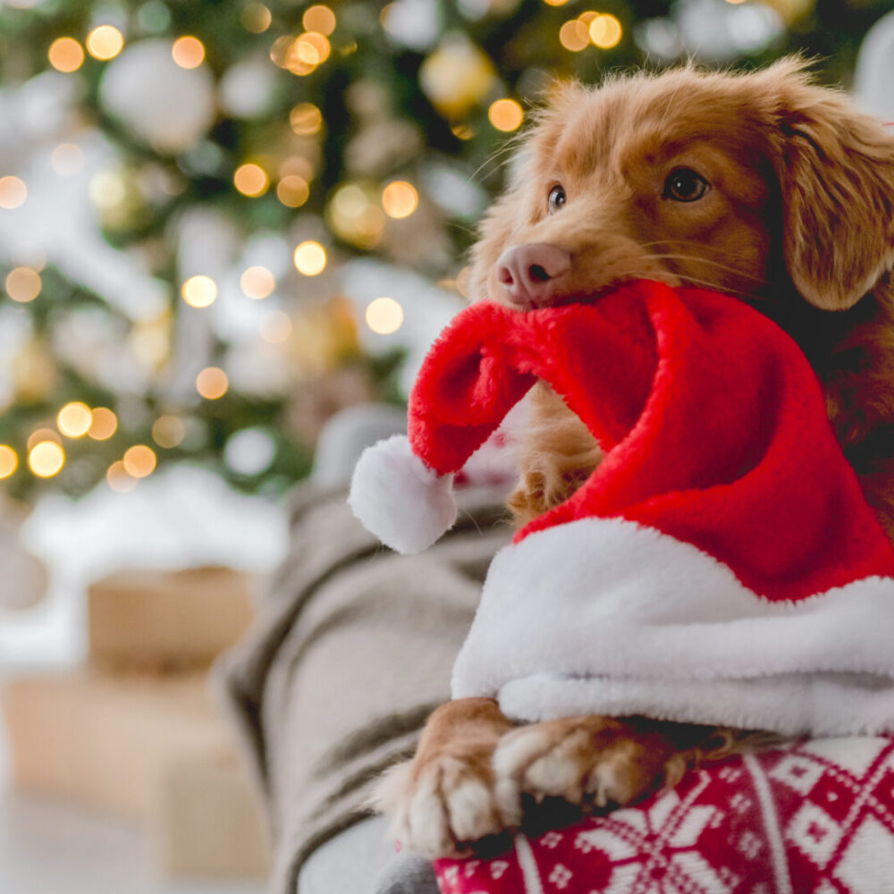 10 ways to Keep Your Cat or Dog Safe at Christmas