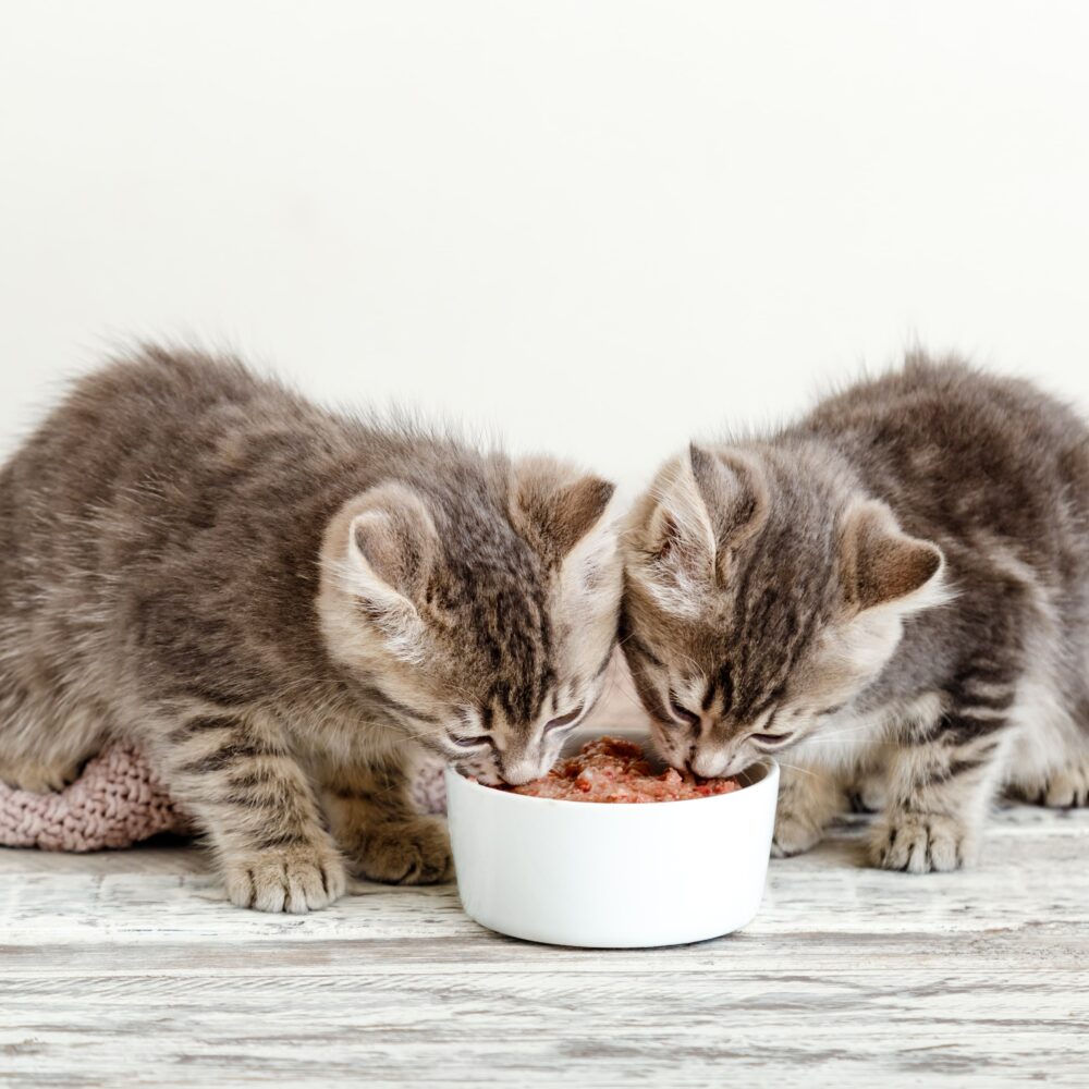 Complete Kitten Feeding Guide: Everything You Need to Know!