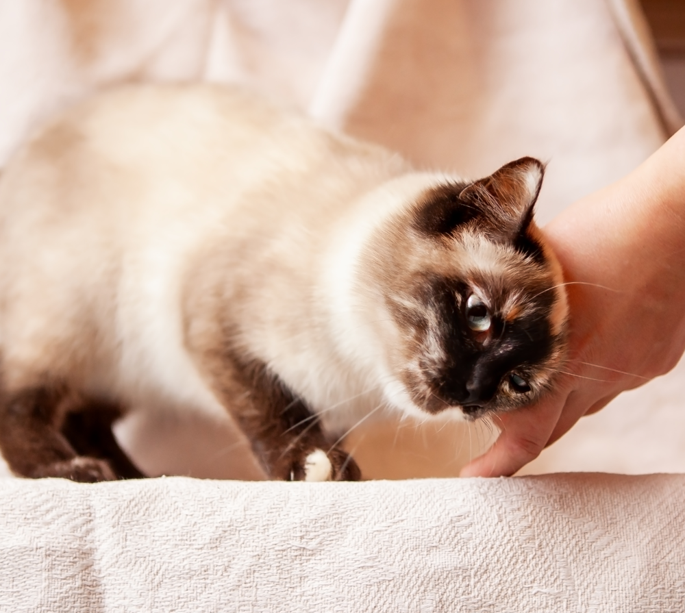 How to Know Your Cat is in Heat: 8 Simple Signs