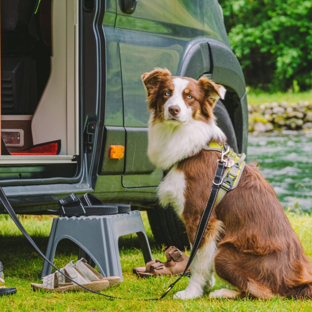 Taking Your Dog Abroad on Holiday