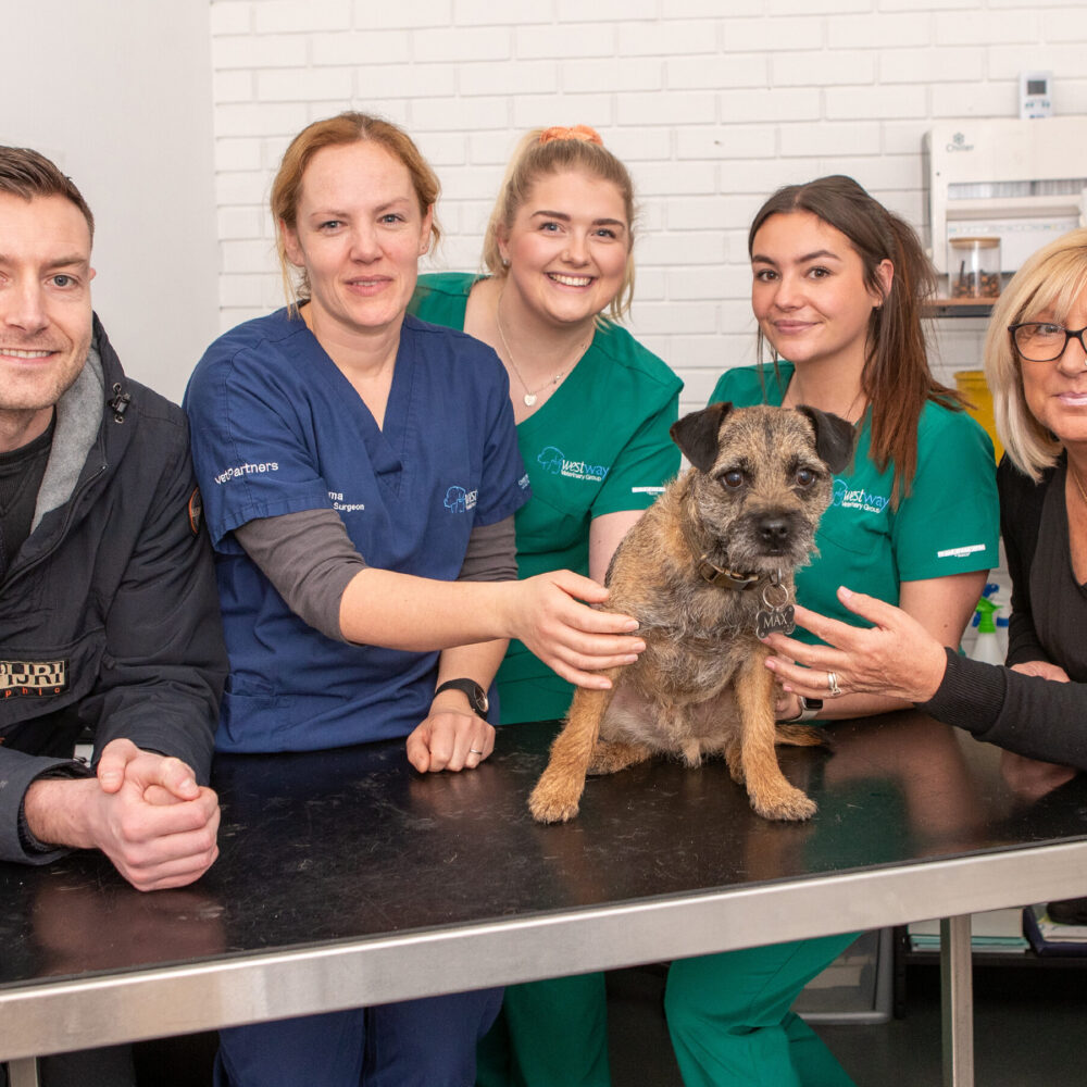 Vet warning after greedy Border Terrier nearly dies after stealing tasty treat