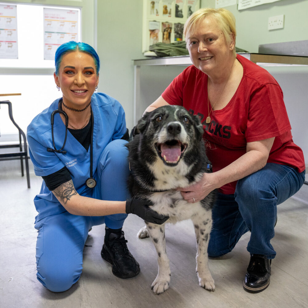 New lease of life for veteran pet after football-sized lump removed from groin